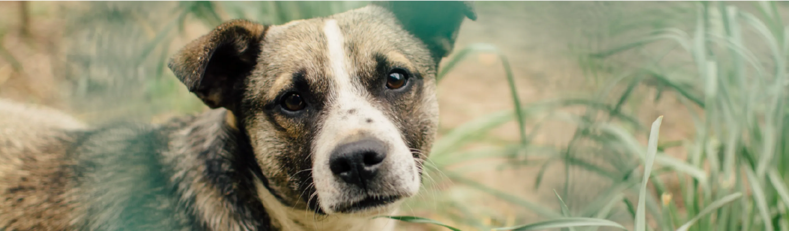 A closeup of a dog standing in tall grass looking at the camera.